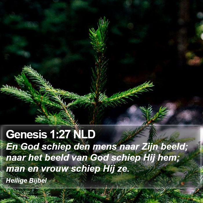 Genesis 1:27 NLD Bible Study