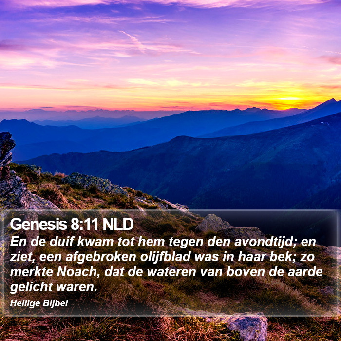 Genesis 8:11 NLD Bible Study