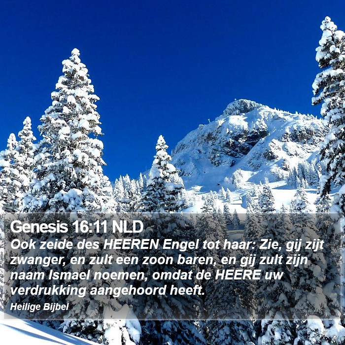 Genesis 16:11 NLD Bible Study