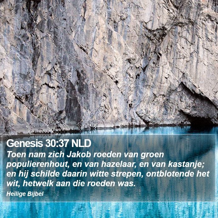 Genesis 30:37 NLD Bible Study