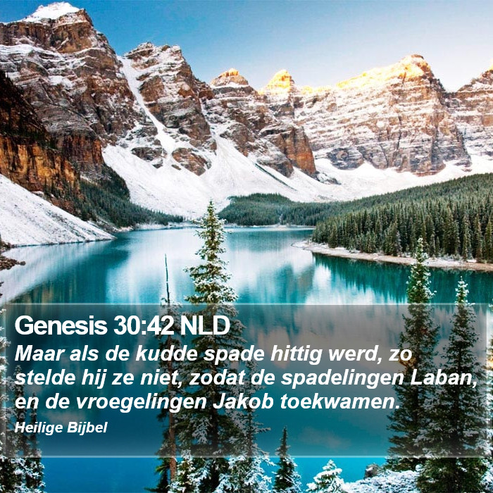 Genesis 30:42 NLD Bible Study