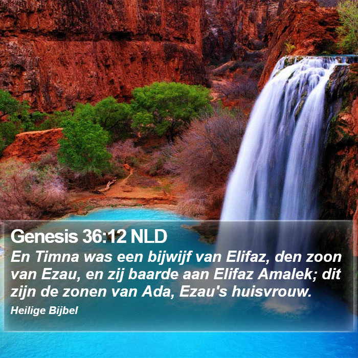 Genesis 36:12 NLD Bible Study