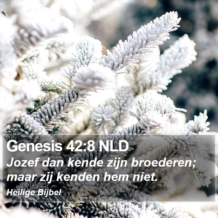 Genesis 42:8 NLD Bible Study