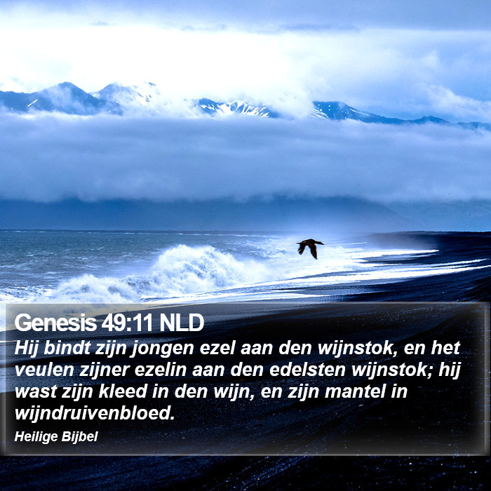 Genesis 49:11 NLD Bible Study