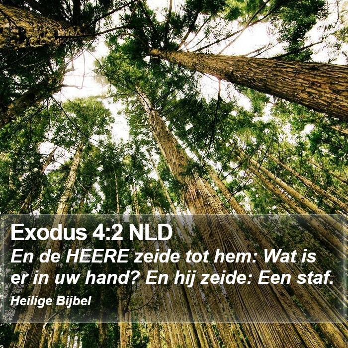 Exodus 4:2 NLD Bible Study