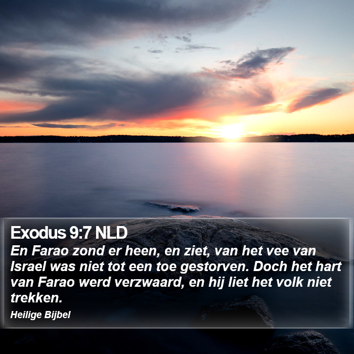 Exodus 9:7 NLD Bible Study