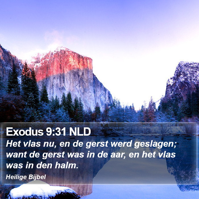 Exodus 9:31 NLD Bible Study