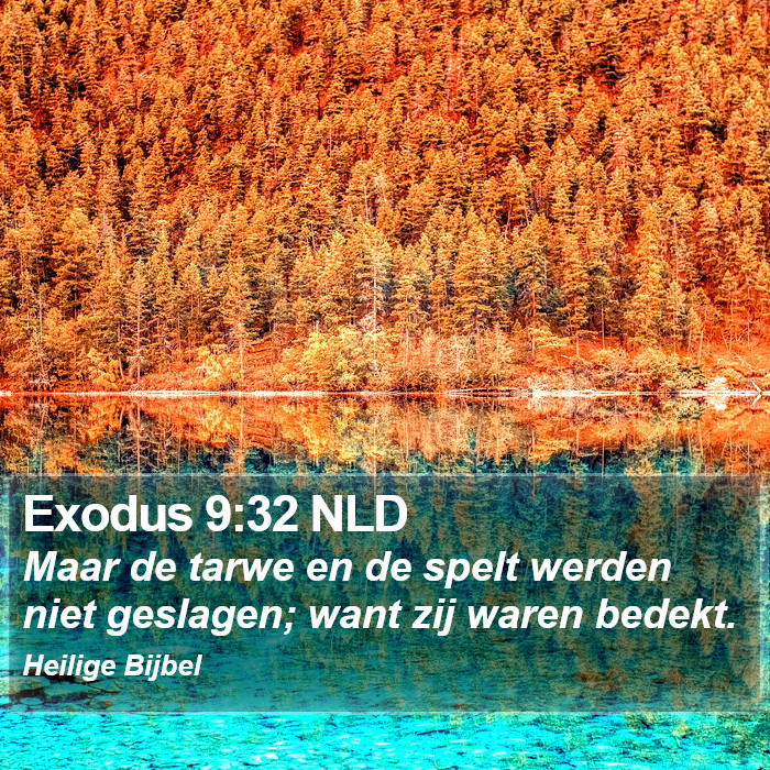 Exodus 9:32 NLD Bible Study