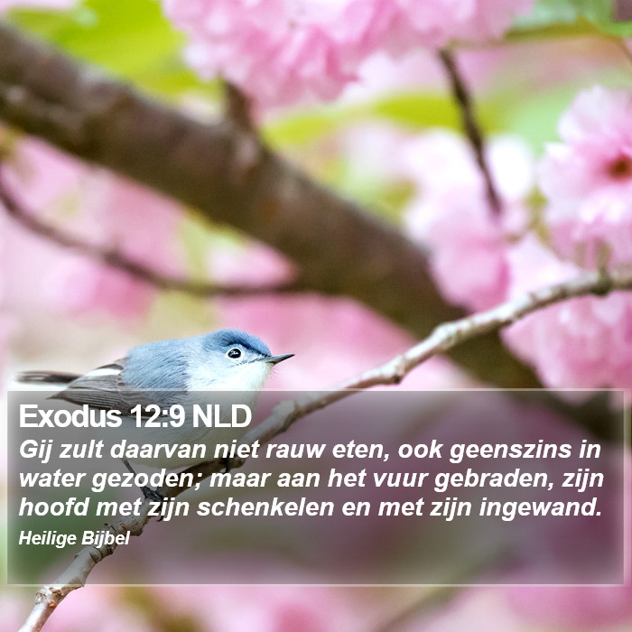 Exodus 12:9 NLD Bible Study