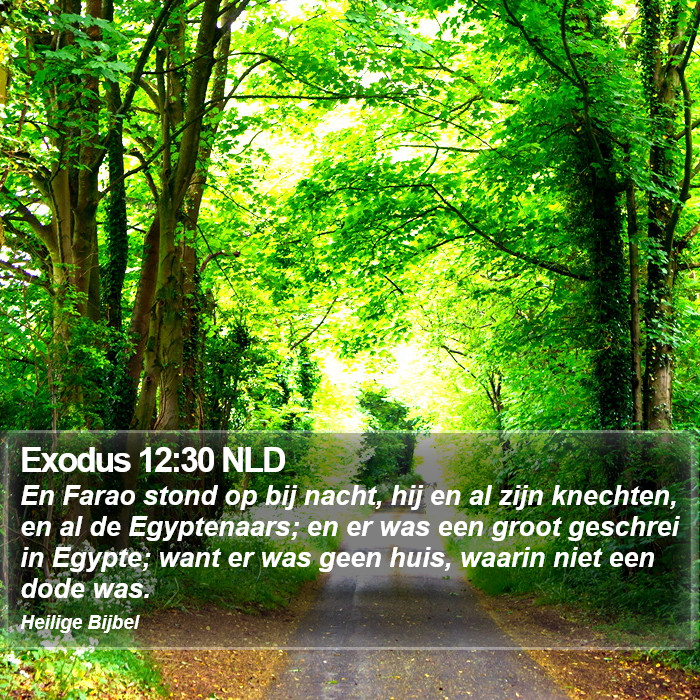 Exodus 12:30 NLD Bible Study