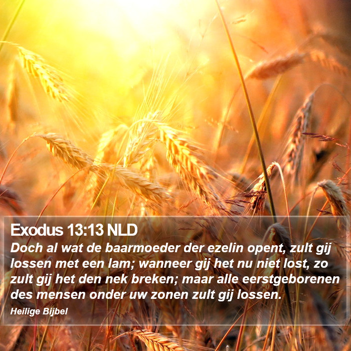 Exodus 13:13 NLD Bible Study