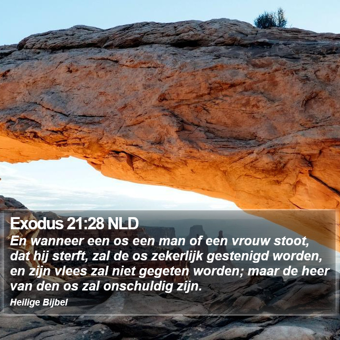 Exodus 21:28 NLD Bible Study