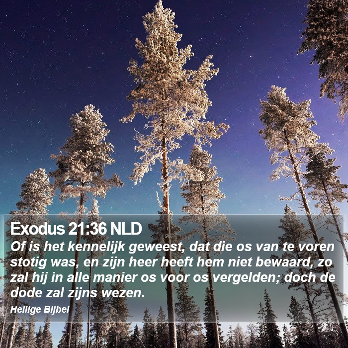 Exodus 21:36 NLD Bible Study