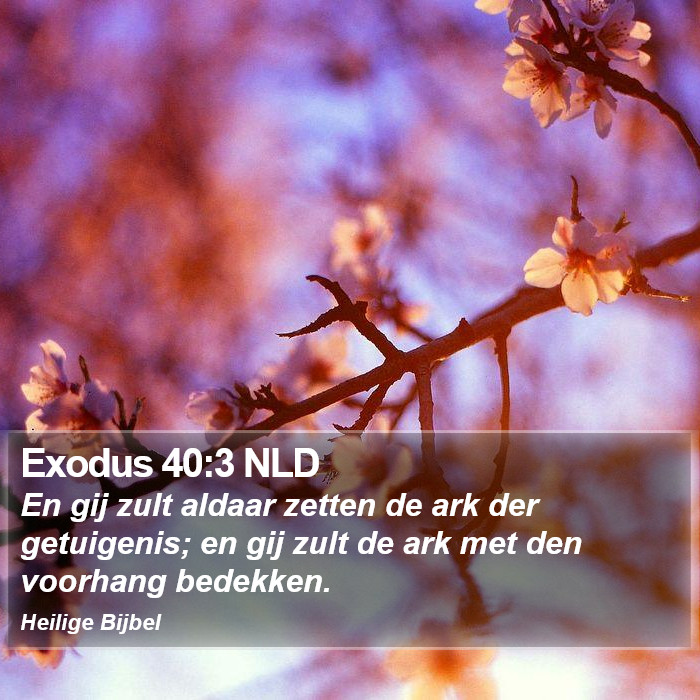 Exodus 40:3 NLD Bible Study
