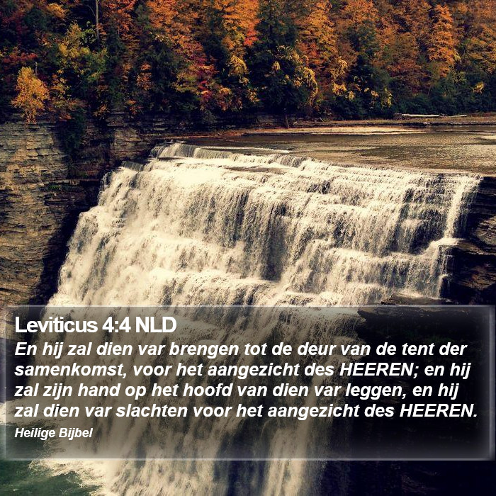 Leviticus 4:4 NLD Bible Study