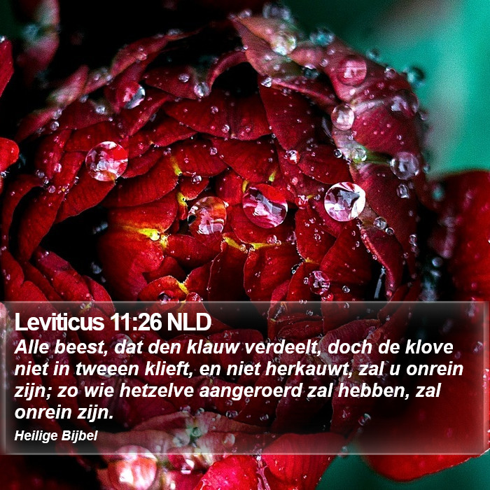 Leviticus 11:26 NLD Bible Study