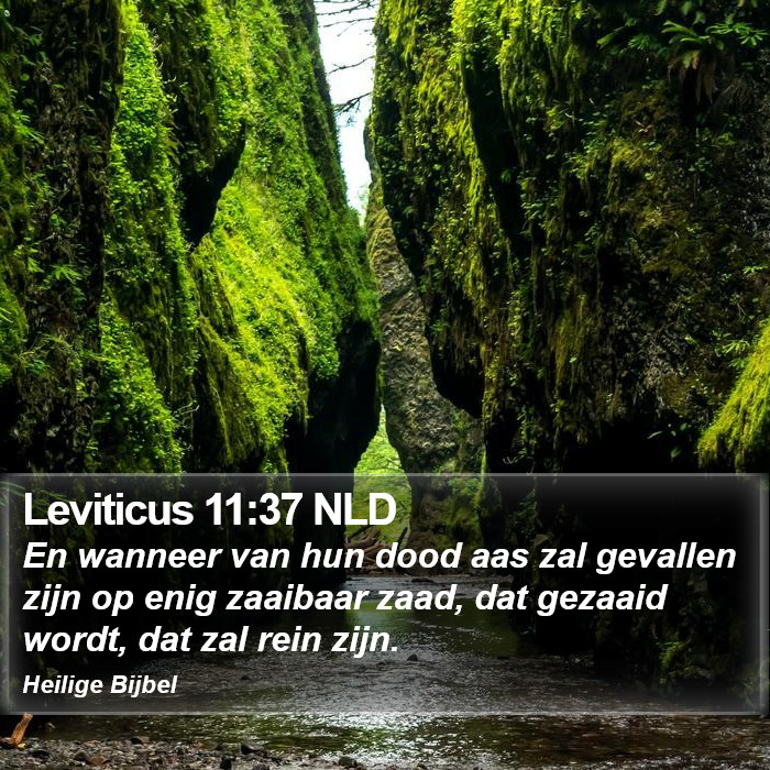 Leviticus 11:37 NLD Bible Study