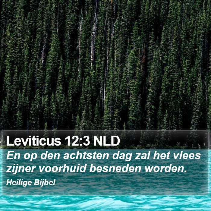 Leviticus 12:3 NLD Bible Study