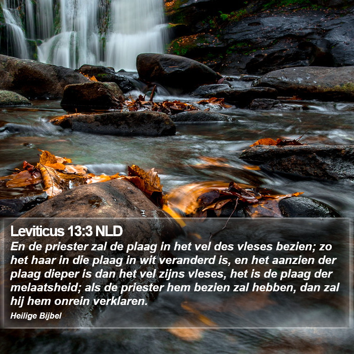 Leviticus 13:3 NLD Bible Study