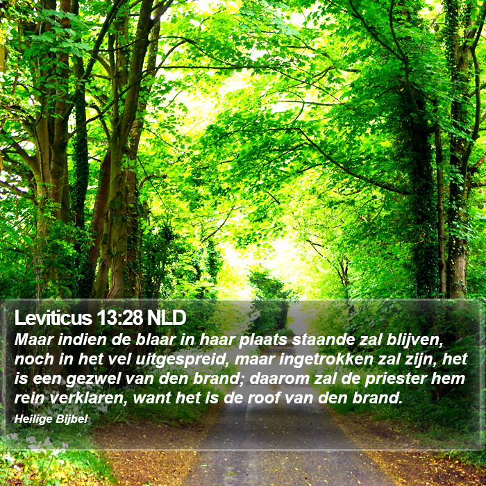 Leviticus 13:28 NLD Bible Study