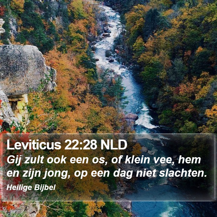 Leviticus 22:28 NLD Bible Study