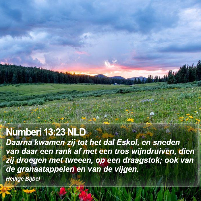 Numberi 13:23 NLD Bible Study