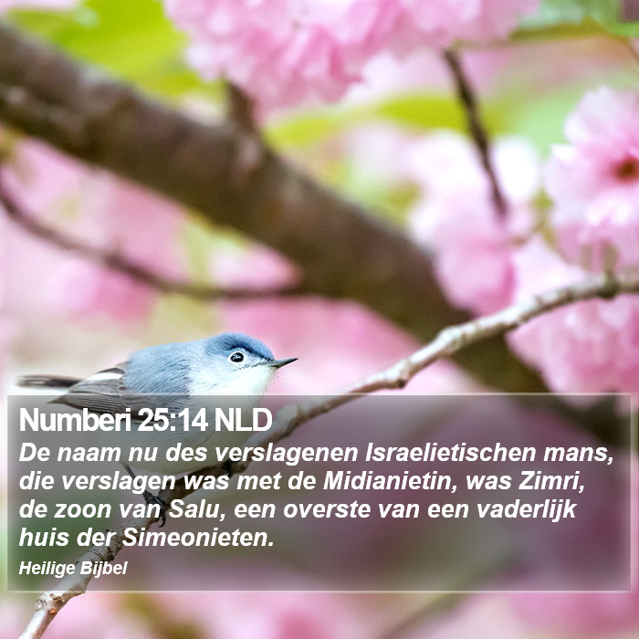 Numberi 25:14 NLD Bible Study