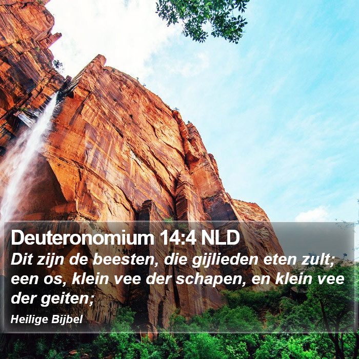 Deuteronomium 14:4 NLD Bible Study