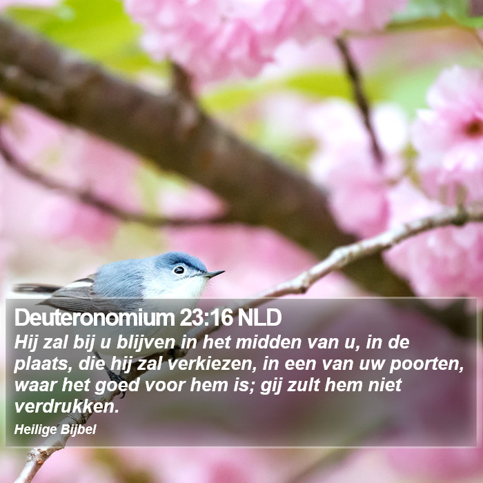 Deuteronomium 23:16 NLD Bible Study