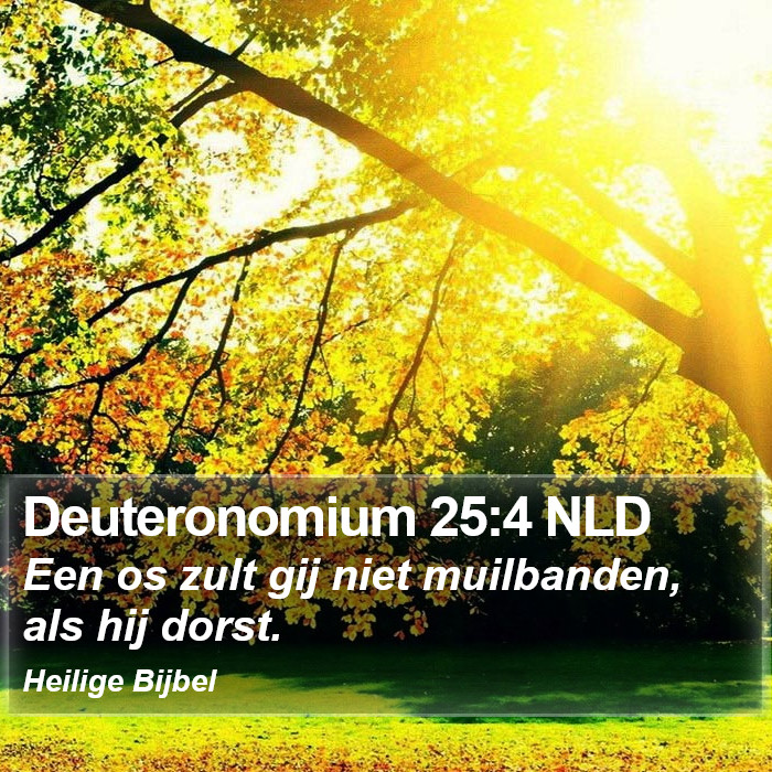 Deuteronomium 25:4 NLD Bible Study