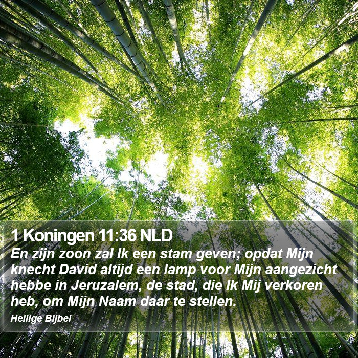 1 Koningen 11:36 NLD Bible Study