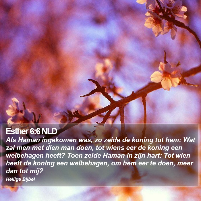 Esther 6:6 NLD Bible Study