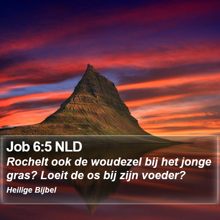 Job 6:5 NLD Bible Study