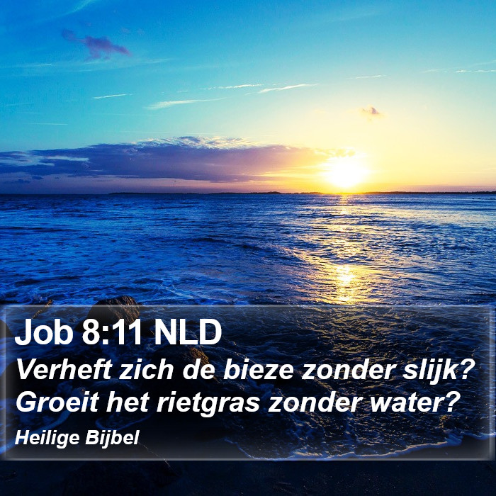 Job 8:11 NLD Bible Study