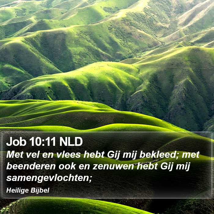 Job 10:11 NLD Bible Study