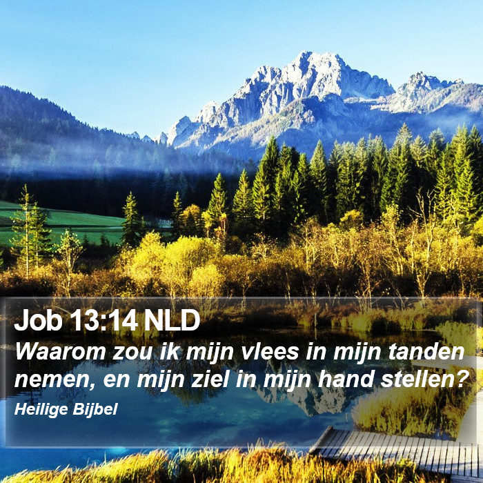Job 13:14 NLD Bible Study