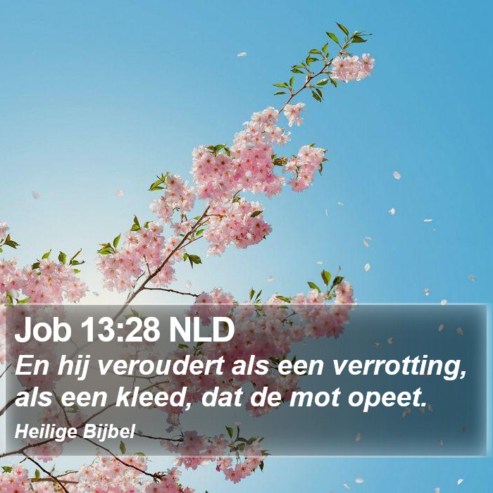 Job 13:28 NLD Bible Study