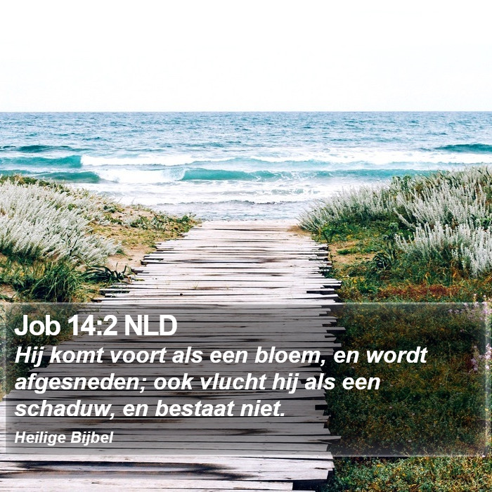 Job 14:2 NLD Bible Study