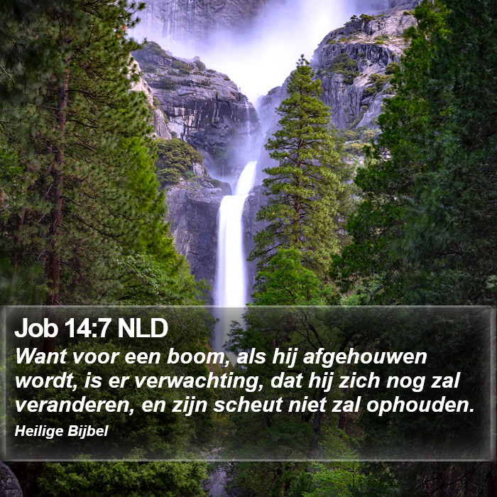 Job 14:7 NLD Bible Study