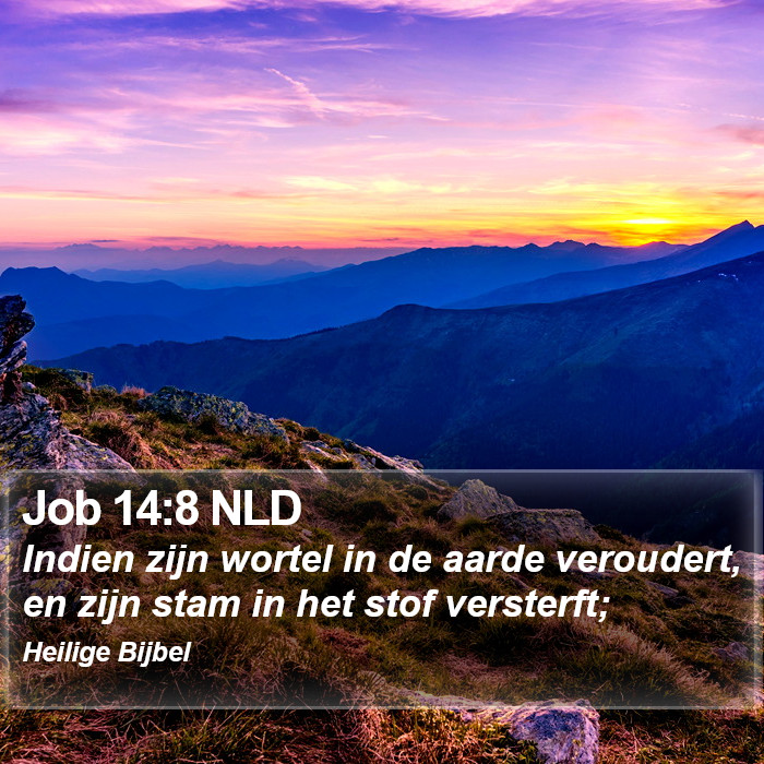 Job 14:8 NLD Bible Study