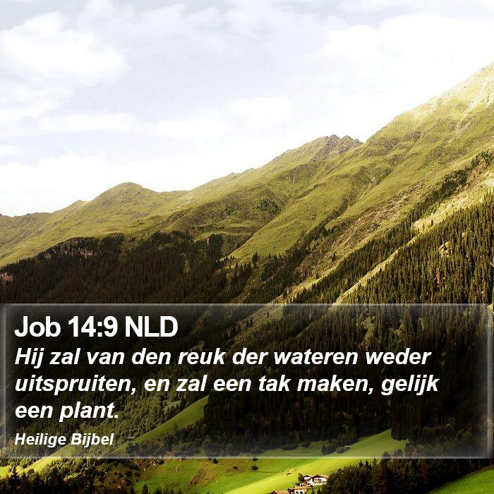 Job 14:9 NLD Bible Study