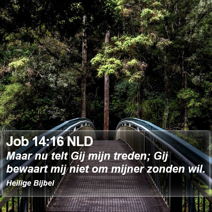 Job 14:16 NLD Bible Study