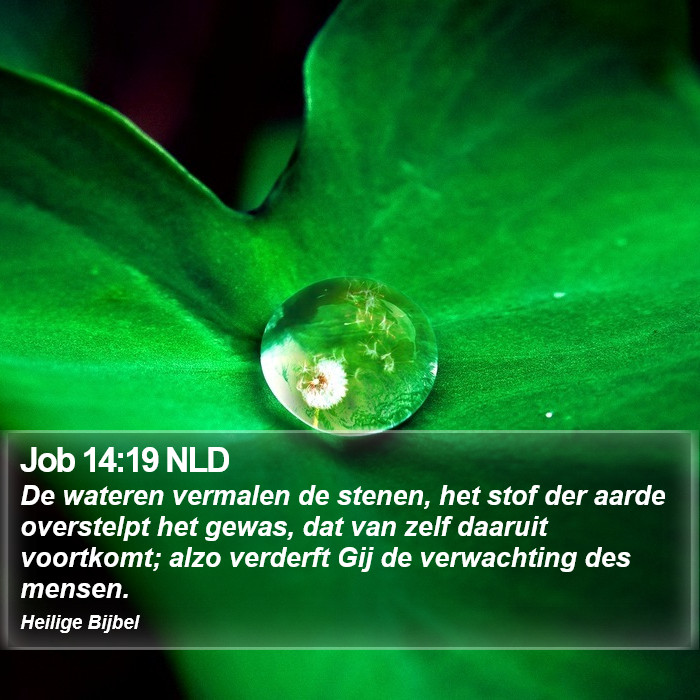 Job 14:19 NLD Bible Study