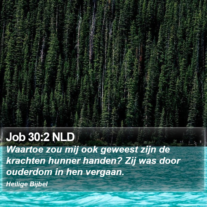 Job 30:2 NLD Bible Study