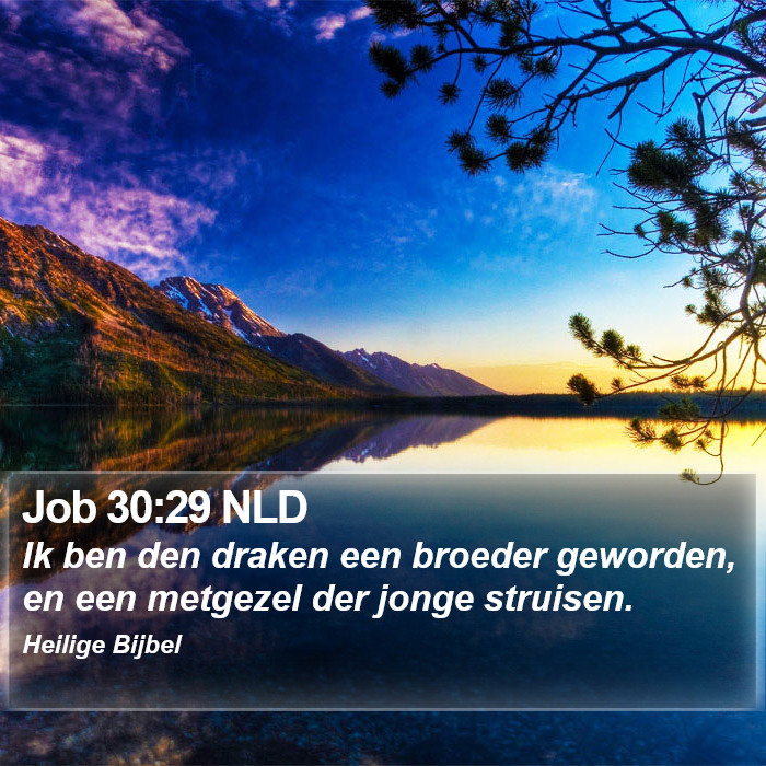 Job 30:29 NLD Bible Study