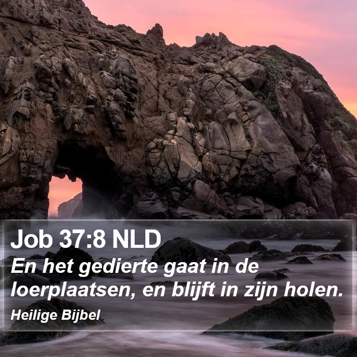 Job 37:8 NLD Bible Study