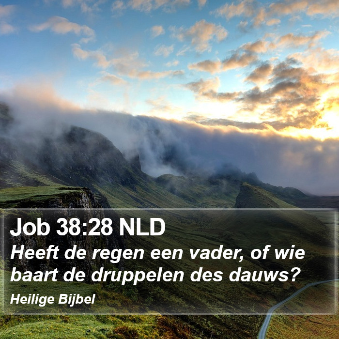 Job 38:28 NLD Bible Study