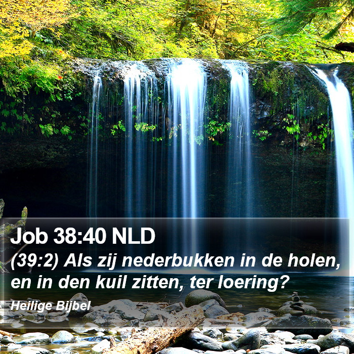 Job 38:40 NLD Bible Study