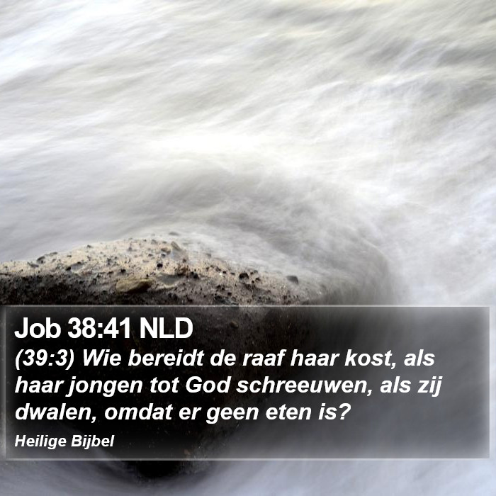 Job 38:41 NLD Bible Study