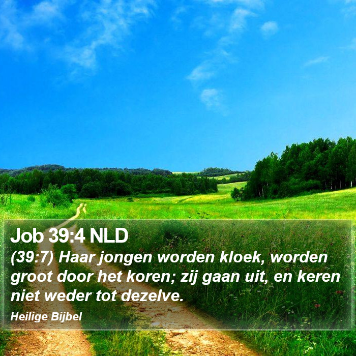 Job 39:4 NLD Bible Study